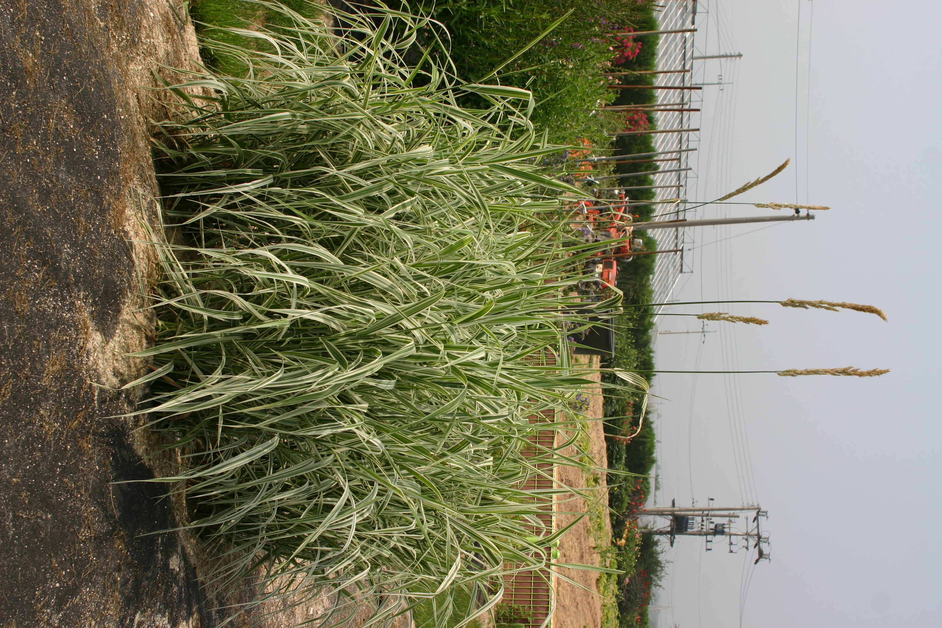 Phalaris arundinacea var. picta